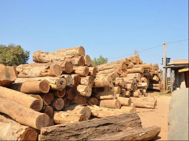 Presos em operação ambiental conseguem habeas corpus