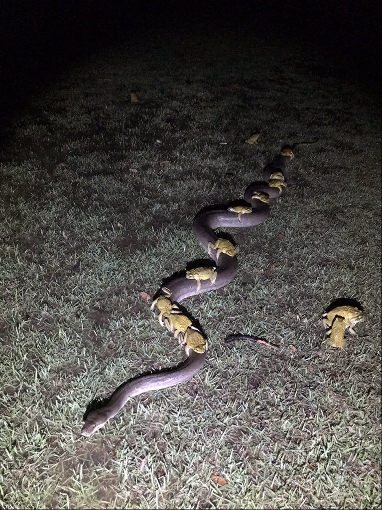 Sapos pegam 'carona' em cobra para fugir de inundação