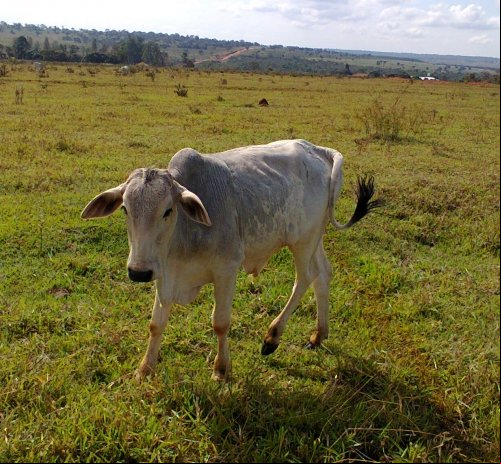 Produtores recuperam no Nortão e Noroeste mil hectares de pastagem degradada com verba do BID