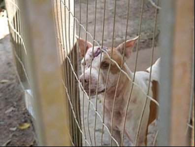 Criança é atacada por 5 pit bulls ao pegar pipa numa casa em VG
