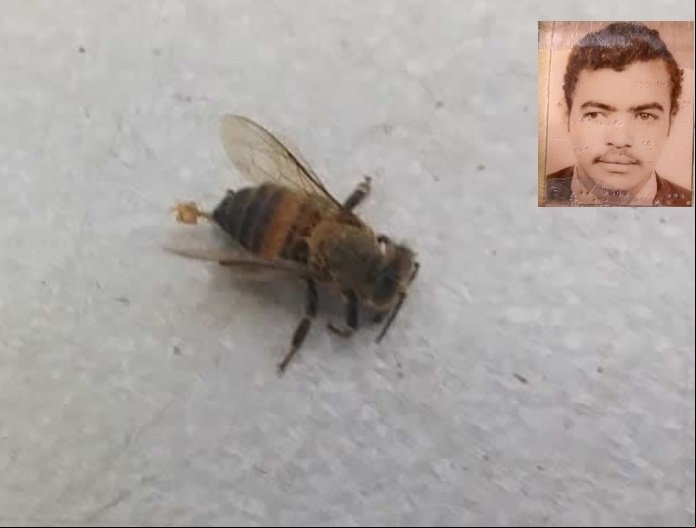 Agricultor de Novo Horizonte do Norte morre após ser picado por cerca de 500 abelhas