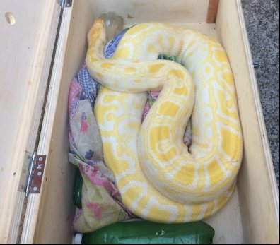 Dançarina é encontrada morta com duas cobras