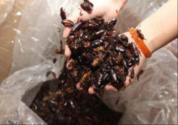 Mulher que cria mais de 100.000 baratas em sua casa diz que elas são suas filhas e parte da família