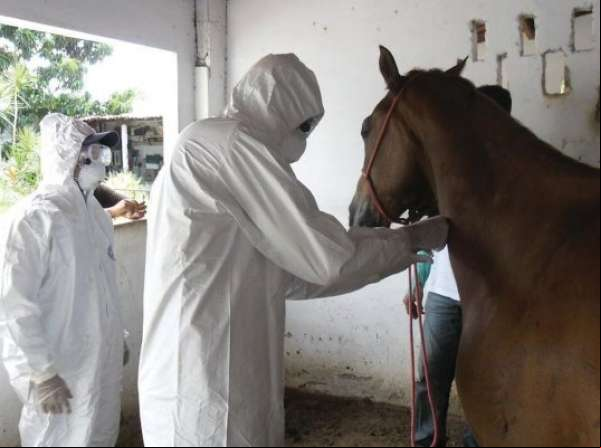 INDEA confirma primeiro caso de mormo em eqüino em Jangada