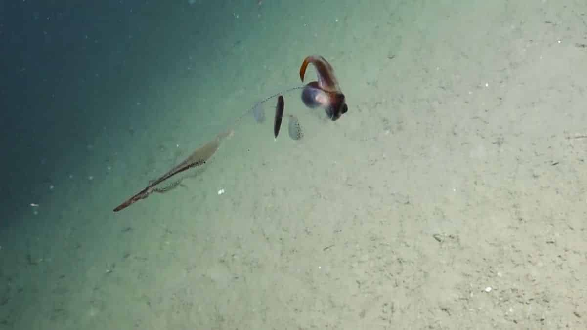 Cientistas criam células humanas invisíveis