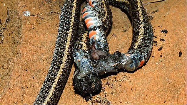 Brasil é palco de primeiro registro científico de tarântula devorando cobra inteira 