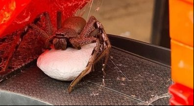 Mãe encontra aranha gigante com 200 filhotes em brinquedo do filho