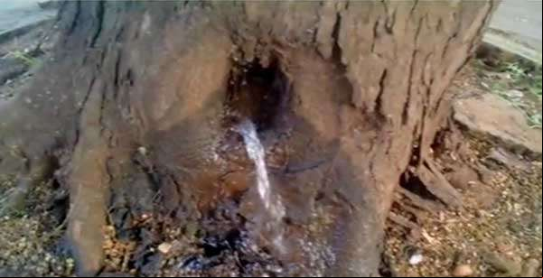Água vaza de tronco de árvore e intriga moradores