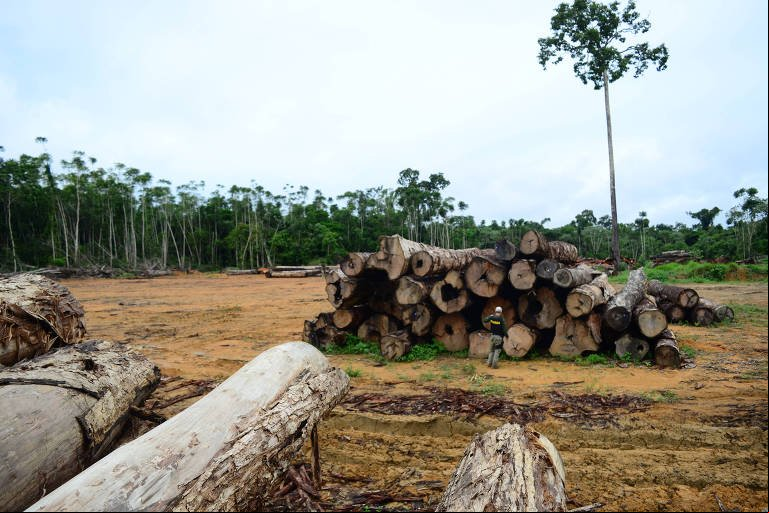Ipê atrai exploração ilegal para terras indígenas