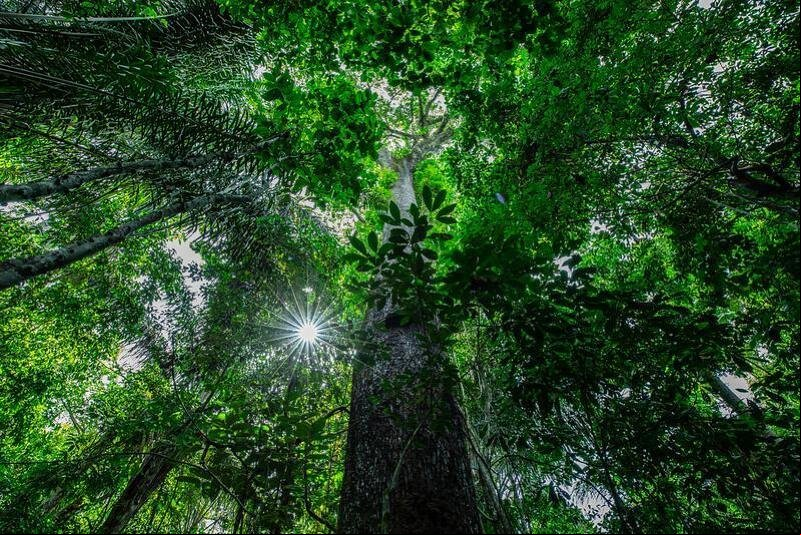 Alertas de desmatamento têm queda de 52% na Amazônia Legal de Mato Grosso