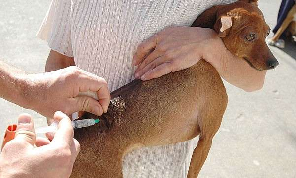 Campanha deve vacinar 674 mil cães e gatos contra raiva em Mato Grosso