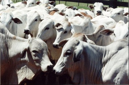 Acrimat: pecuaristas de MT são os que mais pagam por abate de animais