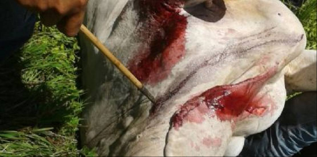 Índios matam a flechadas gados de produtores rurais em MT