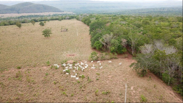 Quarenta cabeças de gado furtado de fazenda é encontrado em frigorífico clandestino