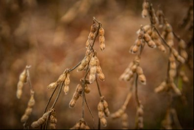 MT volta ter maior economia agrícola do Brasil
