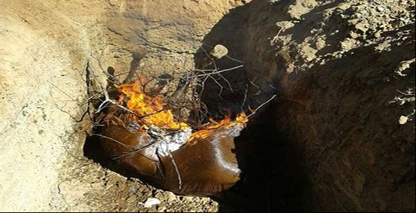 Égua contaminada com mormo é sacrificada e enterrada em MT
