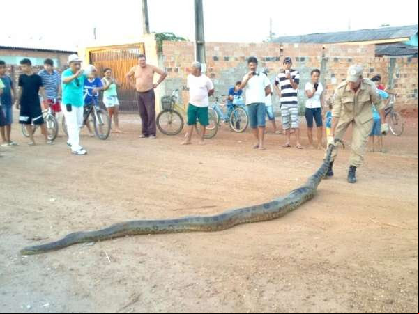 Cobra com mais de cinco metros metros é capturada pelo Corpo de Bombeiros em Sinop