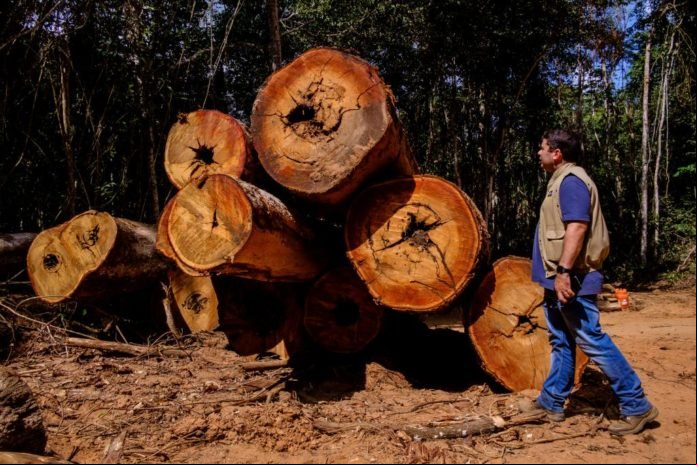 Sema aumenta em 83% a eficiência na fiscalização de flora