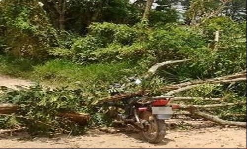 Motociclista morre após ser atingido por uma árvore em Colniza