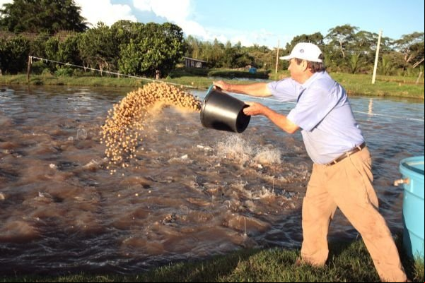 Governo prorroga isenção de ICMS para produtores de peixe em MT