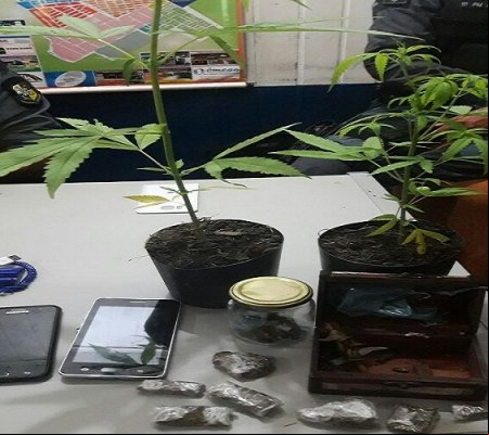 PM apreende droga, celular furtado e pés de maconha em Aripuanã