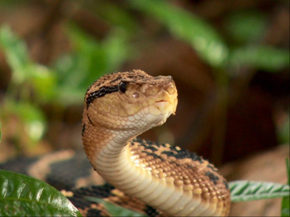 Sitiante é picado por cobra surucucu e morre em hospital de Cuiabá