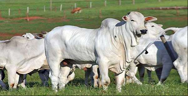 Faturamento do setor agropecuário aumenta 73% em 10 anos