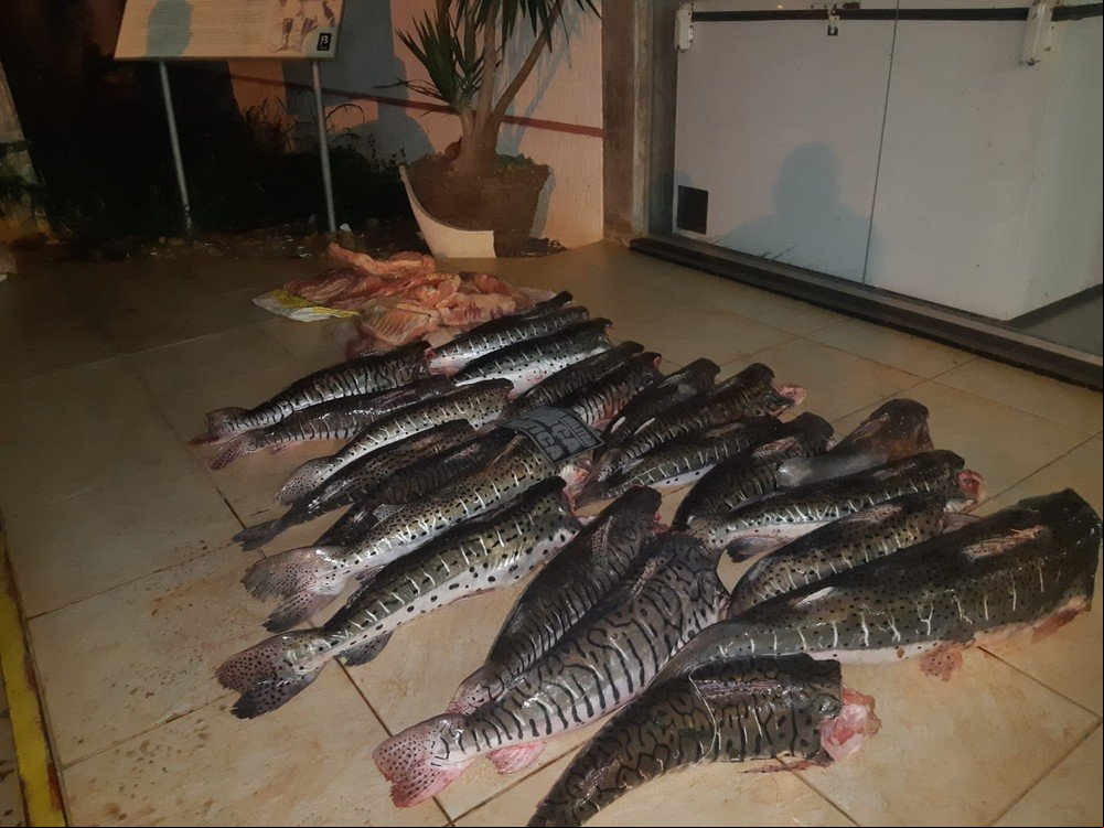 Motorista atira contra policiais e abandona carro com 180 kg de pescado irregular em MT