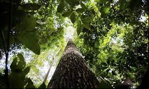 Programa em MT apresenta manejo sustentável das florestas e minimiza impactos ambientais