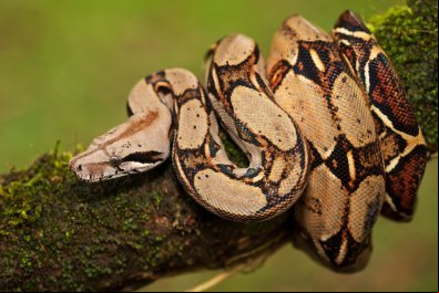Homem morre após ser picado por cobra em MT