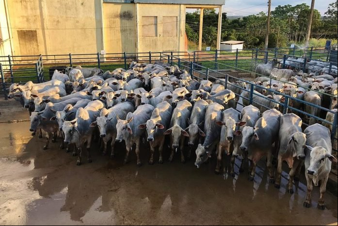 Pecuaristas de MT podem mostrar a qualidade de sua produção durante o Circuito Nelore