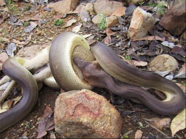 Guarda florestal flagra cobra engolindo canguru