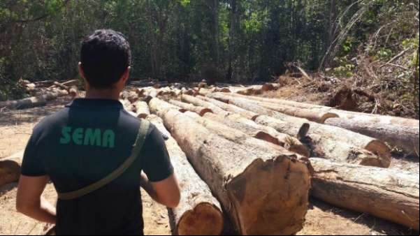 Ação combate exploração ilegal de madeira e aplica multa de R$ 1 milhão