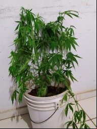 Homem é preso por cultivar pé de maconha
