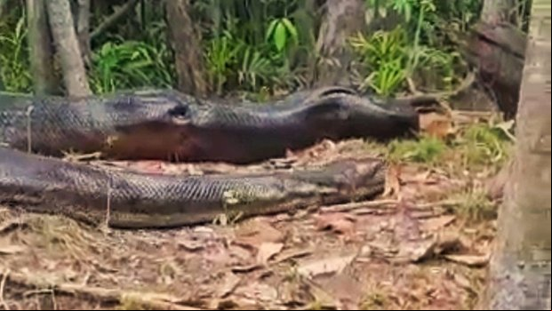Pescador flagra cobra anaconda gigante
