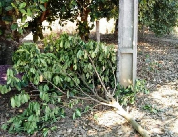 Homem morre eletrocutado durante poda de árvore
