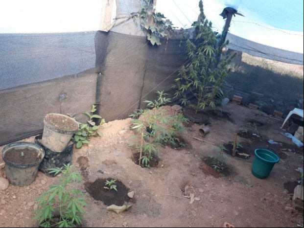PJC prende irmãos acusados de cultivarem maconha em estufa