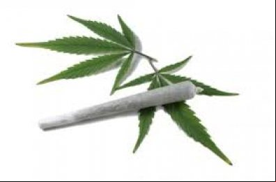 Maconha protege o fígado dos efeitos do álcool