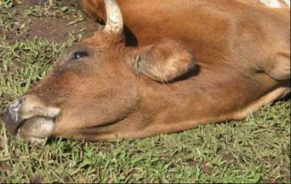 Indea confirma foco de raiva bovina em Colíder
