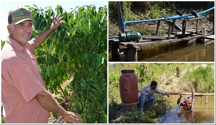 Café em Colniza realidade que só cresce