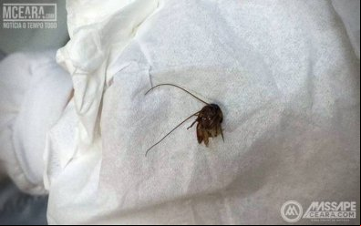 Mulher fica com barata presa dentro do ouvido por 10 dias