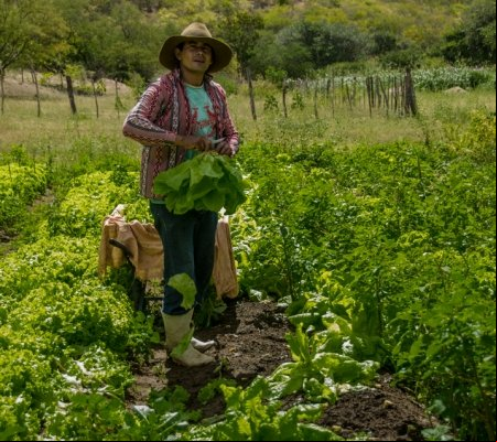 Sicredi Centro Norte registrou um aumento de 38% na oferta do Pronaf em 2016