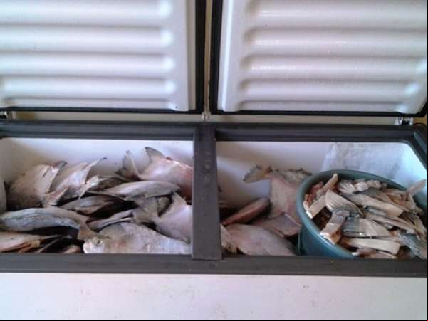 SEMA apreende cerca de 200Kg de Pescado em Peixoto de Azevedo
