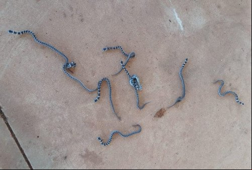 Jararacas são encontradas ao lado de pátio de escola; direção alerta alunos