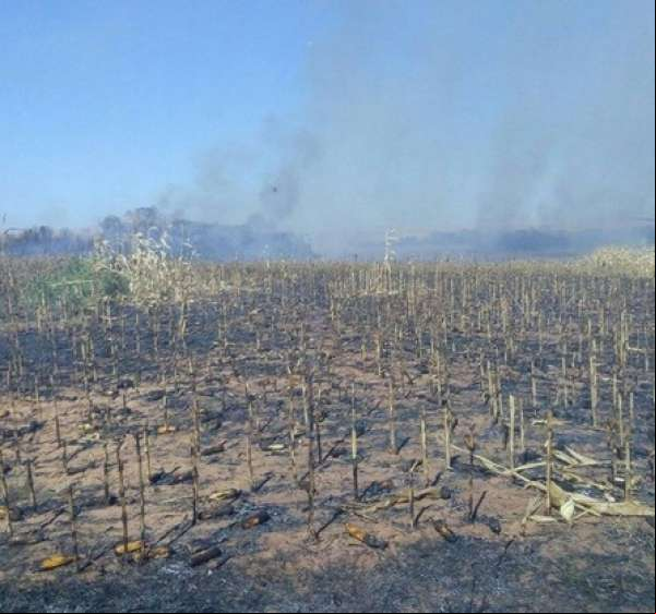 Incêndio destrói lavoura de milho em propriedade rural de MT