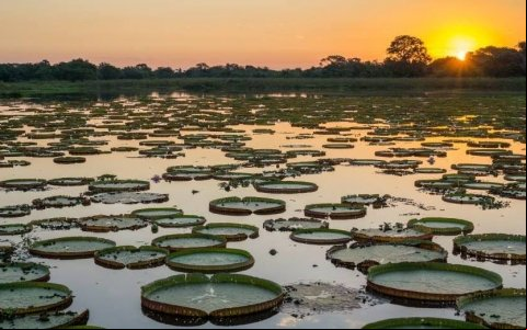 Projeto de alimentação no Pantanal recebe apoio da Fundação Cargill