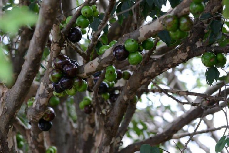 Extrato da casca de jabuticaba combate pré-diabetes