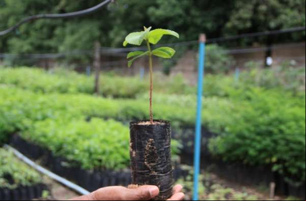 Mudas de pequi com alta taxa de germinação são produzidas em viveiro