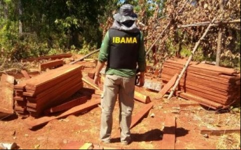 Ibama flagra madeira irregular em tora