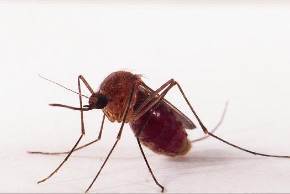 Transmissão de zika por pernilongo pode explicar incidência em algumas regiões